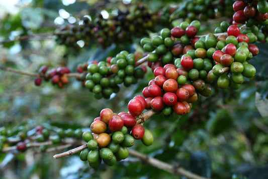 Single-Origin Coffee: A Wild Ride Through Flavor, History, and Outlaw Brew - Desperado Drizzle